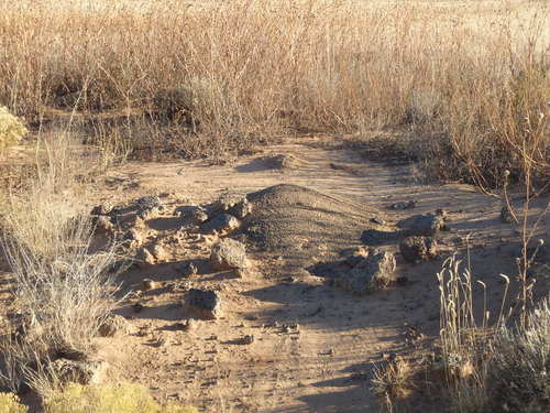 GDMBR: An Ant Mound reveals that the material under the surface is black volcanic pumice/rock.